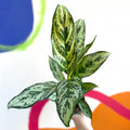 Chinese Evergreen - Aglaonema ‘Maria' - Sprouts of Bristol