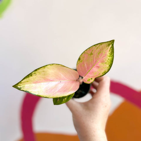 Chinese Evergreen - Aglaonema 'Red Dragon' - Sprouts of Bristol