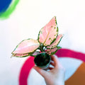 Chinese Evergreen - Aglaonema 'Red Zirkon' - Sprouts of Bristol