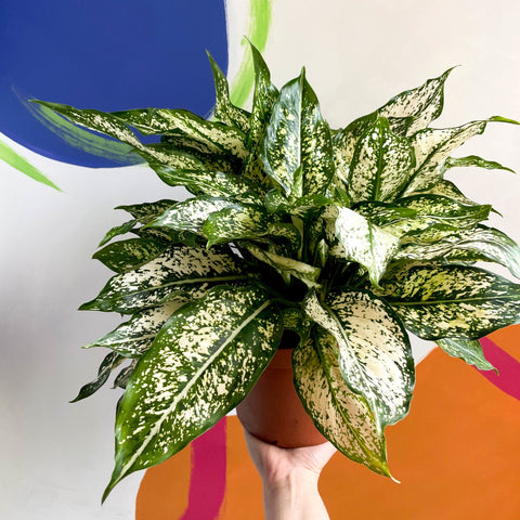 Chinese Evergreen - Aglaonema 'Spring Snow' - British Grown - Sprouts of Bristol