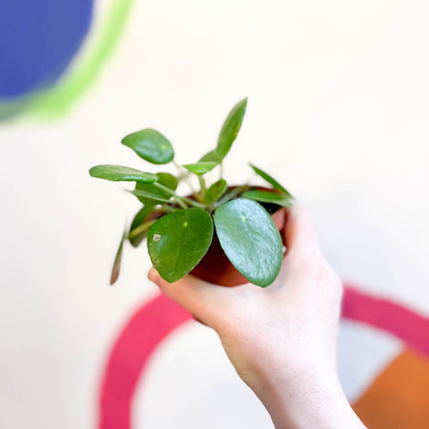 Chinese Money Leaf - Pilea peperomioides - Sprouts of Bristol