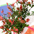 Christmas Berry - Photinia × fraseri 'Little Red Robin' - Cotswold Grown Evergreen Shrub - Sprouts of Bristol