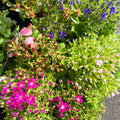 Cineraria 'Royalty Mixed' - British Grown - Sprouts of Bristol
