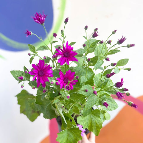 Cineraria - Senetti 'Magenta' Suntory Collection - British Grown - Sprouts of Bristol