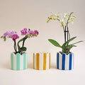 Cobalt Blue Stripes Jesmonite Pot - Sprouts of Bristol