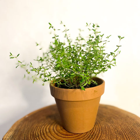 Common Thyme - Thymus vulgaris - Sprouts of Bristol