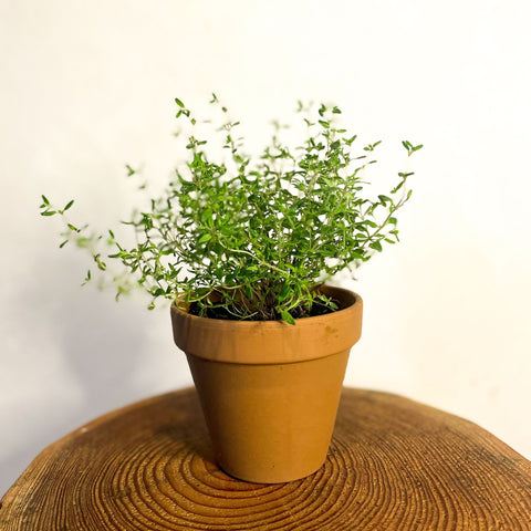 Common Thyme - Thymus vulgaris - Sprouts of Bristol