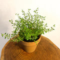 Common Thyme - Thymus vulgaris - Sprouts of Bristol