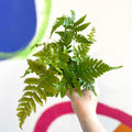 Copper Sheild Fern - Dryopteris erythrosora - Sprouts of Bristol