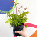 Copper Sheild Fern - Dryopteris erythrosora - British Grown - Hardy Semi Evergreen Fern - Sprouts of Bristol