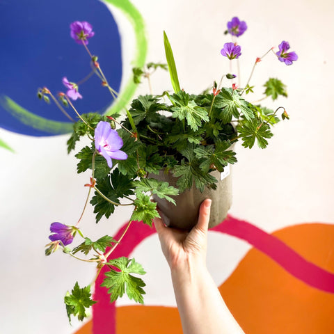 Cranesbill - Geranium 'Rozanne' - Cotswold Grown Perennial - Sprouts of Bristol