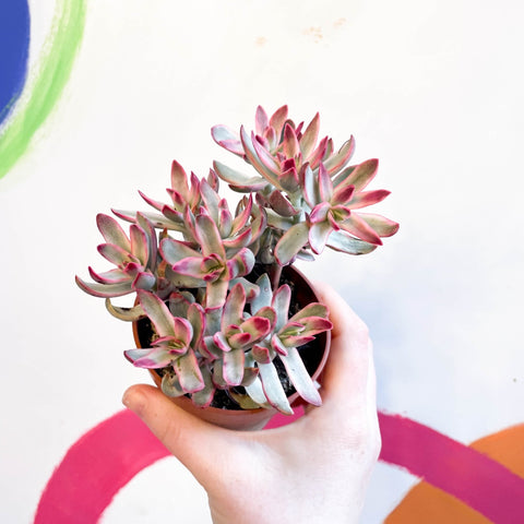 Crassula rubricaulis 'Candy Cane' - Sprouts of Bristol