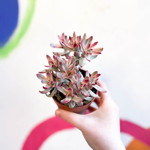 Crassula rubricaulis 'Candy Cane' - Sprouts of Bristol