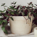 Cream UK Handmade Plant Pot - Sprouts of Bristol