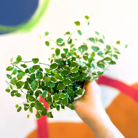 Creeping Fig - Ficus pumila 'White Sunny' - Sprouts of Bristol
