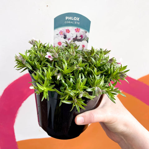 Creeping Phlox - Phlox subulata 'Coral Eye' - British Grown Evergreen Perennial Alpine - Sprouts of Bristol