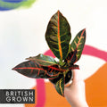 Croton - Codiaeum variegatum 'Petra' - British Grown - Sprouts of Bristol