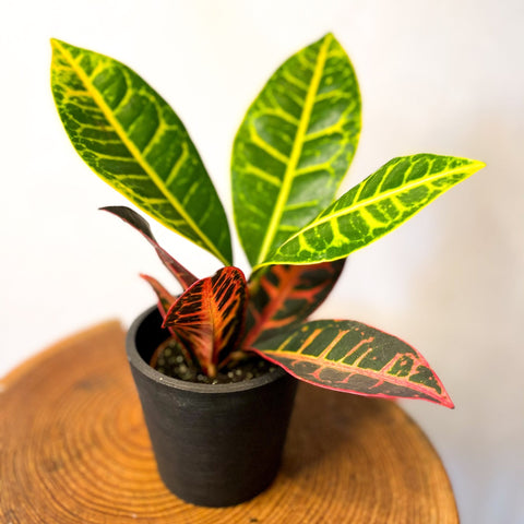 Croton 'Florida Select' - Sprouts of Bristol