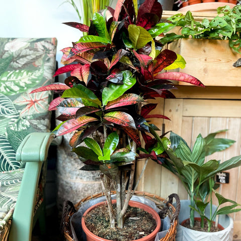 Croton Iceton - Codiaeum 'Iceton' - Sprouts of Bristol