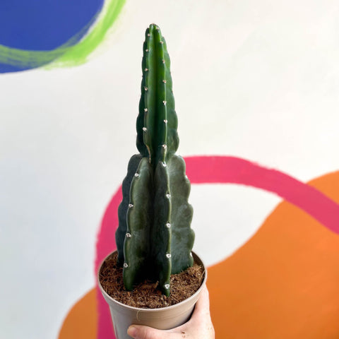 Cuddly Cactus - Cereus jamacaru - Sprouts of Bristol