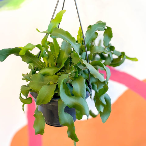 Curly Locks Orchid Cactus - Epiphyllum guatemalense monstruosa - Sprouts of Bristol
