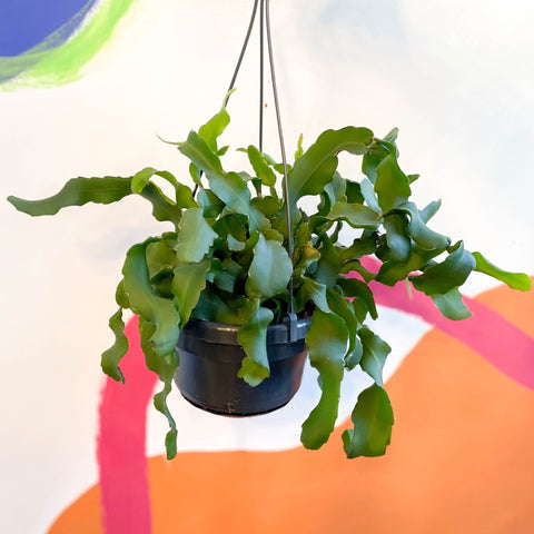 Curly Locks Orchid Cactus - Epiphyllum guatemalense monstruosa - Sprouts of Bristol