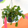 Curly Locks Orchid Cactus - Epiphyllum guatemalense monstruosa - Sprouts of Bristol