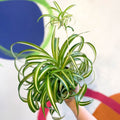 Curly Spider Plant - Chlorophytum comosum - Welsh Grown - Sprouts of Bristol