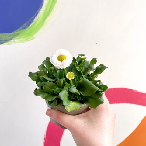 Daisy - Bellis perennis - British Grown - Sprouts of Bristol