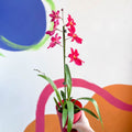 Dancing Lady Orchid - Oncidium 'Cherry Baby' - Sprouts of Bristol