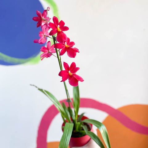 Dancing Lady Orchid - Oncidium 'Cherry Baby' - Sprouts of Bristol