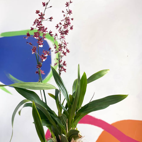 Dancing Lady Orchid - Oncidium 'Sharry Baby' - Sprouts of Bristol
