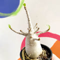 Desert Rose - Adenium obesum 'Baobab' - Sprouts of Bristol