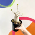 Desert Rose - Adenium obesum 'Baobab' - Sprouts of Bristol