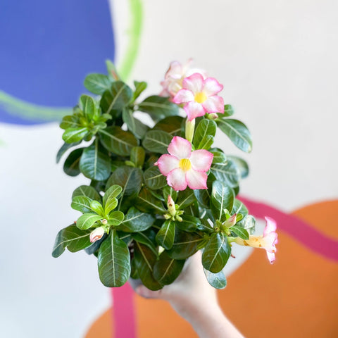 Desert Rose - Adenium obesum 'Pink Star' - Sprouts of Bristol