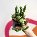 Dischidia nummularia 'Pangolin Kisses' - Sprouts of Bristol