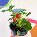 Double Hollyhock - Alcea rosea 'Chater's Double Scarlet' - British Grown Herbaceous Perennial - Sprouts of Bristol