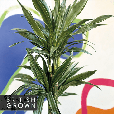 Dragon Tree - Dracaena deremensis 'Warneckii' - British Grown - Sprouts of Bristol