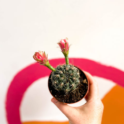 Dwarf Chin Cactus - Gymnocalycium baldianum - Sprouts of Bristol