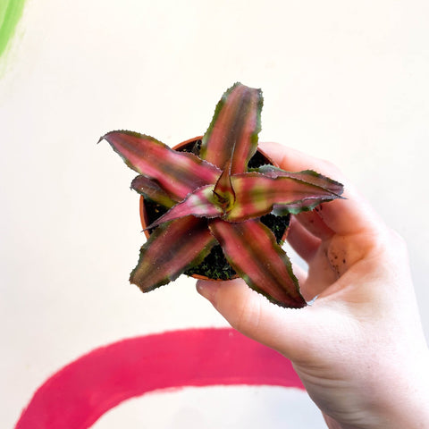 Earth Star Plant - Cryptanthus bivittatus 'Chilli Pepper' - Sprouts of Bristol