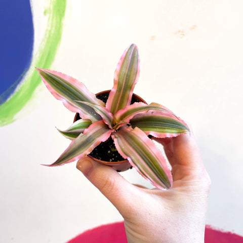 Earth Star Plant - Cryptanthus bivittatus 'Pink Starlight' - Sprouts of Bristol