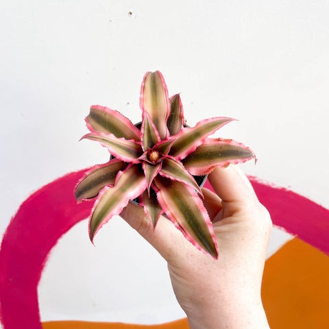 Earth Star Plant - Cryptanthus bivittatus 'Super Pink Star' - Sprouts of Bristol