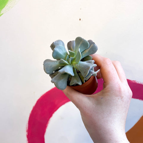 Echeveria ‘Cubic Frost’ - Sprouts of Bristol