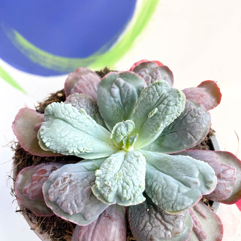 Echeveria 'Culibra' - Sprouts of Bristol