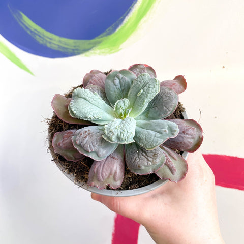 Echeveria 'Culibra' - Sprouts of Bristol