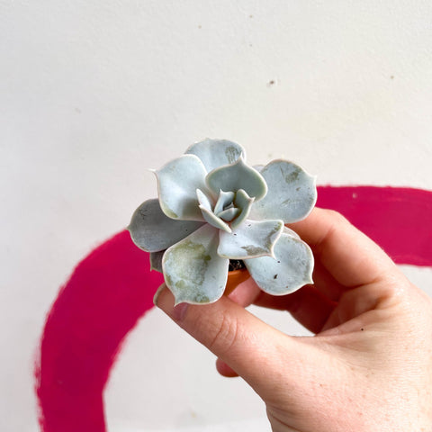 Echeveria lilacina - Sprouts of Bristol