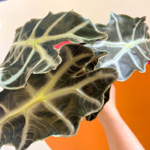 Elephant Ear - Alocasia x Amazonica 'Polly' - Sprouts of Bristol