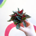 Emerald Ripple Pepper - Peperomia caperata 'Rosso' - Sprouts of Bristol