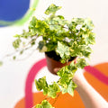 English Ivy - Hedera helix 'Gold Kolibri' - Sprouts of Bristol