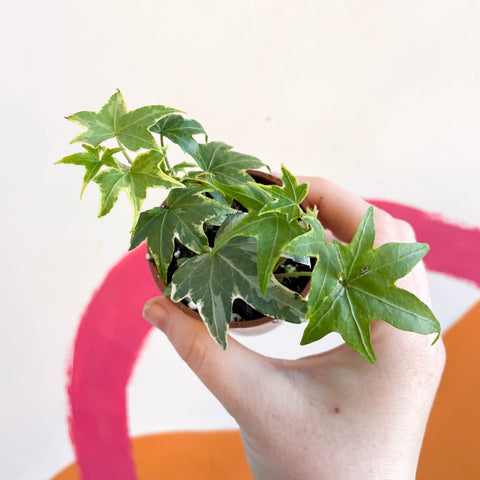 English Ivy - Hedera helix - Welsh Grown - Sprouts of Bristol